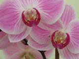orchidee rosa in primo piano