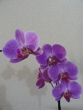 orchidee viola in fila
