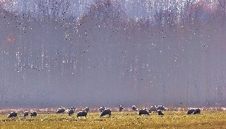 alberi altissimi e spettrali oltre il prato