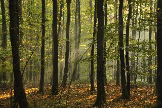luce divina tra gli alberi fitti del bosco