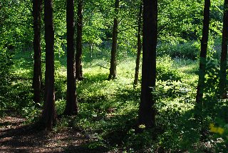 sotto le chiome verdi del bosco