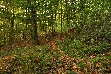 nel verde bosco su un manto di foglie