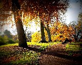 romantiche panchine lungo sentiero e alberi in autunno