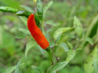 rosso solitario in primo piano