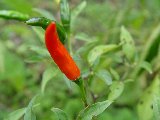 rosso solitario in primo piano