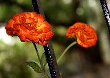 due rose adorabili