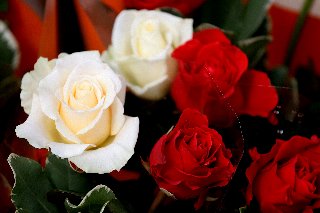 Bellissime rose rosse assieme a bellissime rose bianche