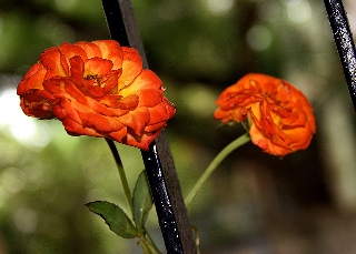 Due rose adorabili