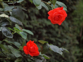 Due rose rosse che sembrano guardarsi teneramente