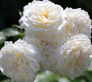 Mazzo di rose bianche bellissime