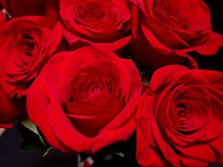 Meravigliose rose rosse sbocciate
