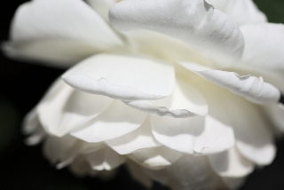 Petali di rosa bianchissimi