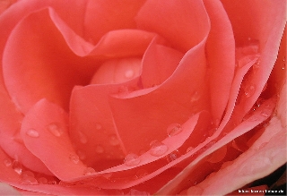 Rosa a distanza ravvicinata