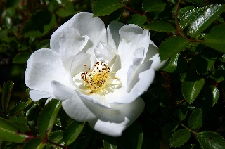 Rosa bianca con pistilli gialli