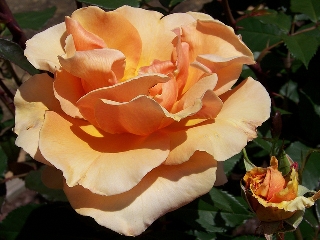Rosa carnosa