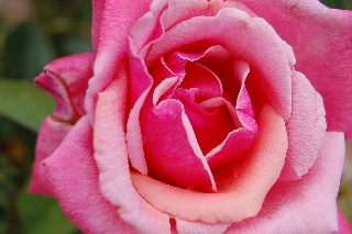 Rosa color rosa