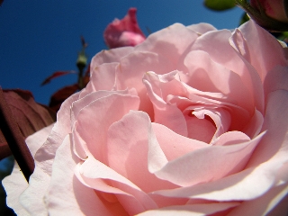 Rosa delicatissima magnifica