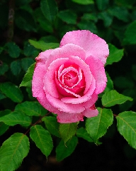 Rosa fucsia