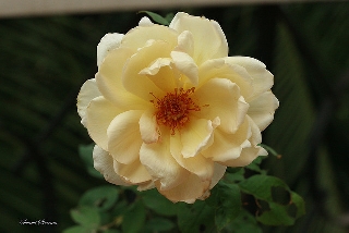 Rosa gialla dall alto