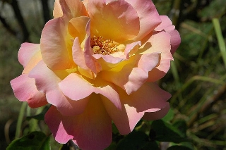 Rosa gialla e rosa