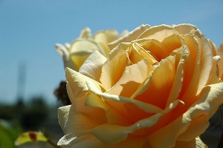Rosa gialla meravigliosa