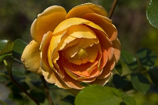 Rosa gialla splendente