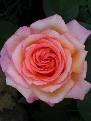 Rosa inquadrata dall alto