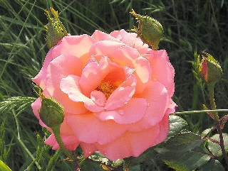 Rosa rosa con due gocce di rugiada