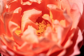 Rosa rosa da vicino
