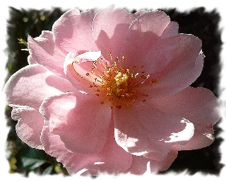 Rosa rosa fantastica