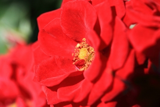 Rosa rossa da vicino