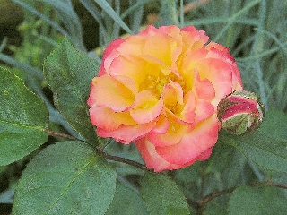 Rosa seducente