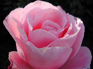 Rosa sensuale