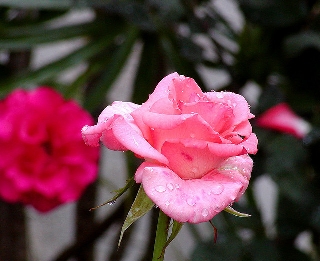 Rose abbinabili tra loro