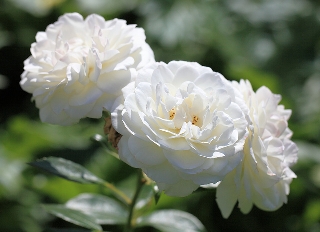 Rose bianche bellissime