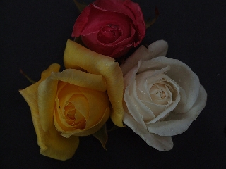 Tris di rose di colore diverso