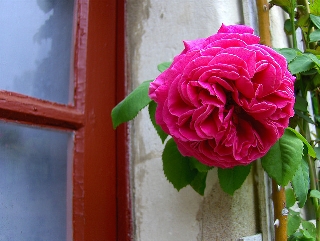 Una rosa che sa emergere