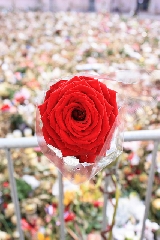 Una rosa per ricordare