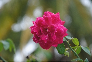 Una rosa per una persona speciale