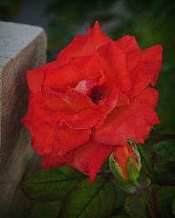 Una rosa rossa vicino al muretto