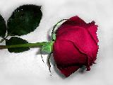 profilo di rosa