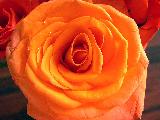 rosa arancione fantastica