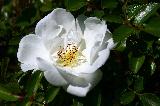 rosa bianca con pistilli gialli