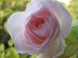rosa candida