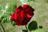 rosa con gambo