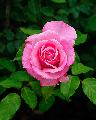 rosa fucsia