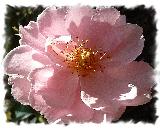 rosa rosa fantastica