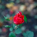 rosa solitaria in sfondo sfumato