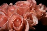 tante rose rosa su sfondo nero