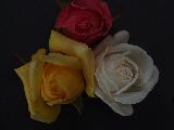 tris di rose di colore diverso